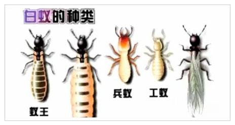 施工播報